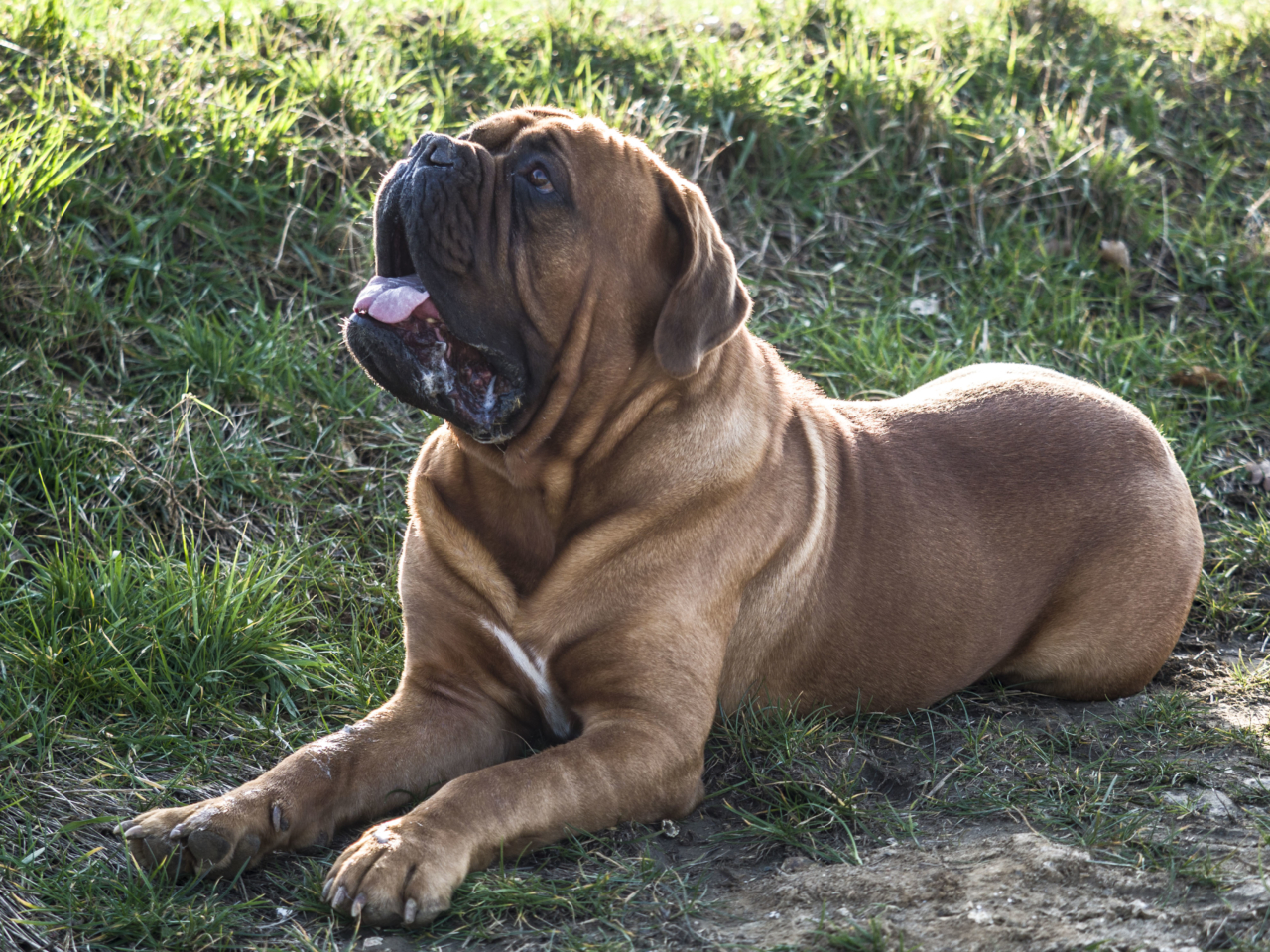 Nos amis les animaux 1